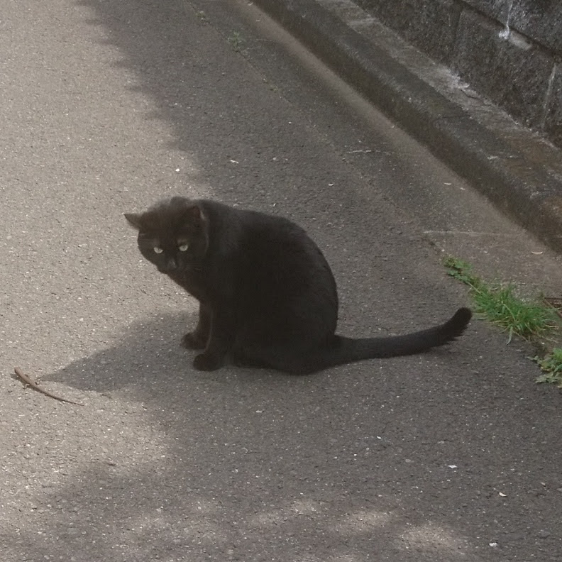 のらねこ。